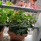 hd_Geranientopf_web_18 08 08.jpg