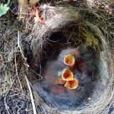 DSC03854 25JUL18c.jpg