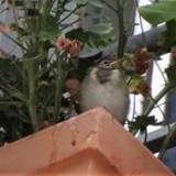 4-fliegen oder nicht fliegen.jpg