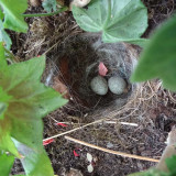 hd_Bachstelzen_web_18 07 10.jpg