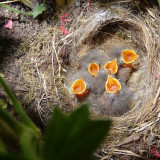 hd_Bachstelzen_18 07 26.jpg