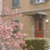 Haustuere mit Kirschenblueten.jpg