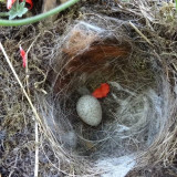 hd_Bachstelzen_18 07 09.jpg