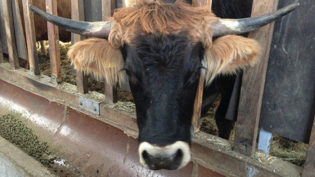 files/Inhalte extern/Newsletter/2016-01/das-liebe-rindvieh.jpg